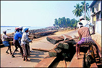 Huge logs of jackfruit tree wood being hauled out of the sun to be used in the making of the dhow.