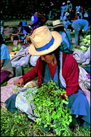 Fresh greens at Chinchero Sunday Market.