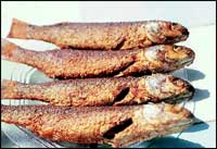 Crisply-fried boi.