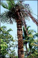 The palmyra tree with its tadgola fruit.