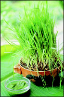 Wheat grass... which helps to mitigate dark circles.